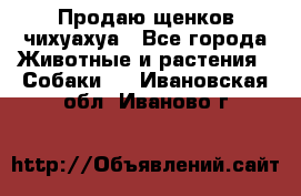 Продаю щенков чихуахуа - Все города Животные и растения » Собаки   . Ивановская обл.,Иваново г.